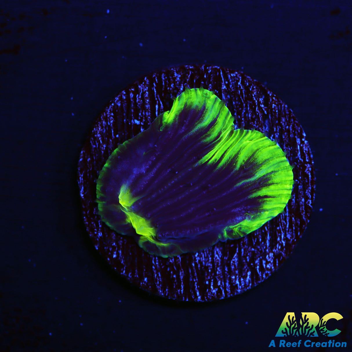 ARC Neon Rim Diaseris Plate