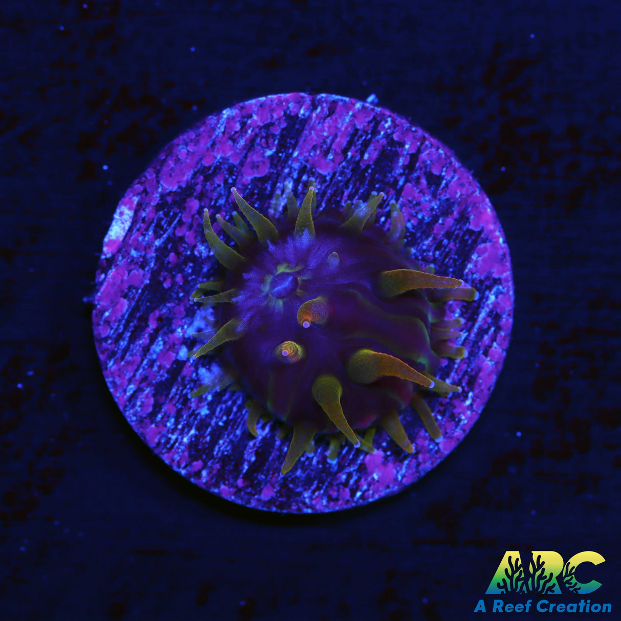 ARC Baby Flaming Hydra Plate