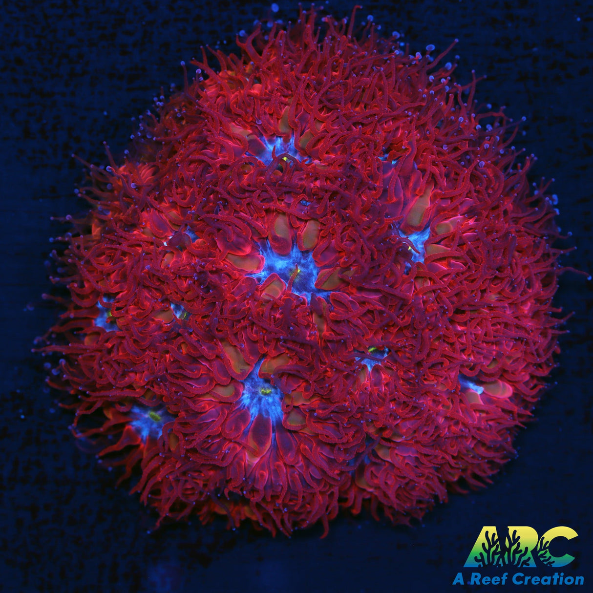 ECC Blue Ravens Blasto