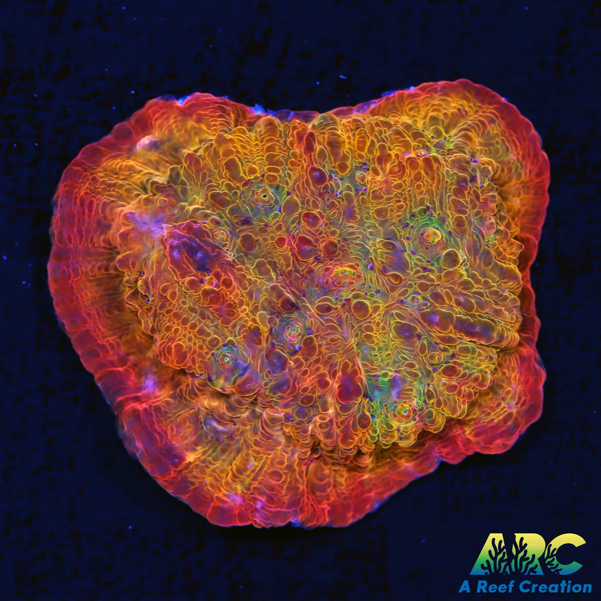 ARC Ludicrous Chalice