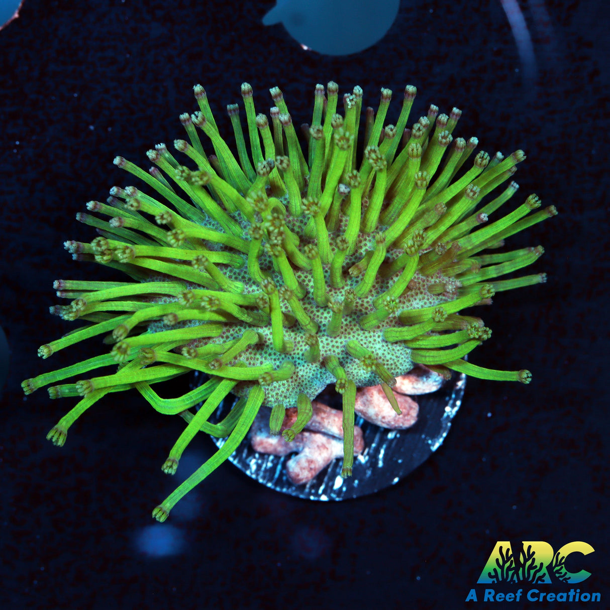 ARC Long Polyp Toadstool
