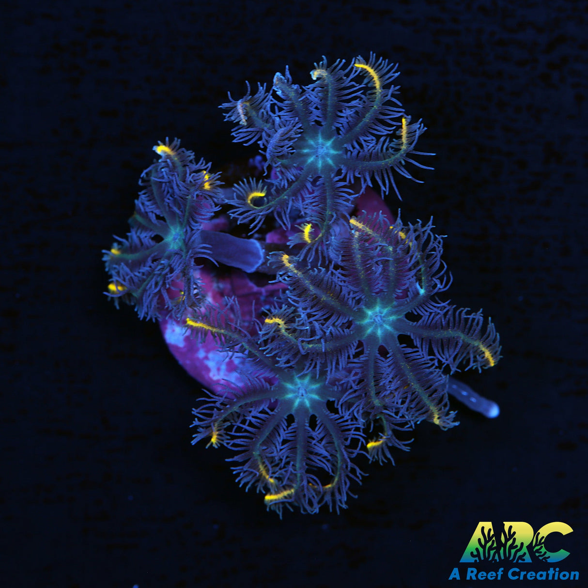 ARC Gold Strip Cloves