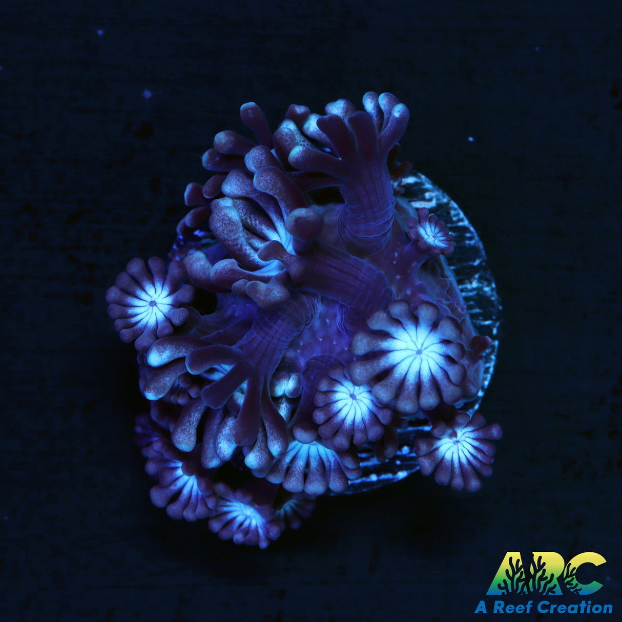 Snow Globe Alveopora
