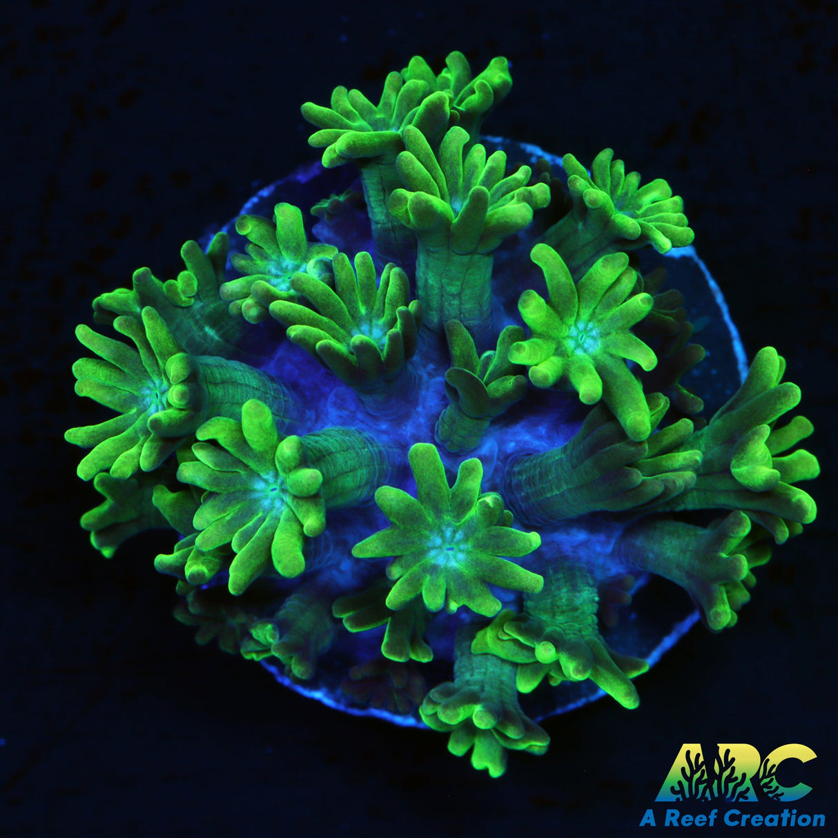 Kermit The Frog Alveopora