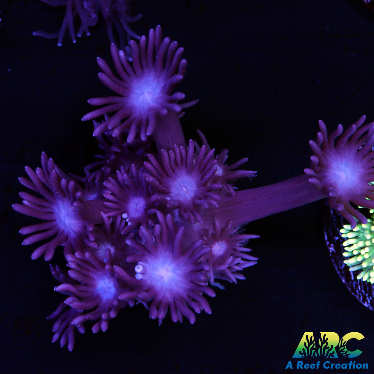 ARC Purple Goniopora