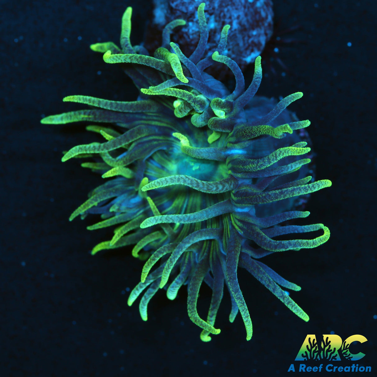 ARC Lemon Lime Duncan