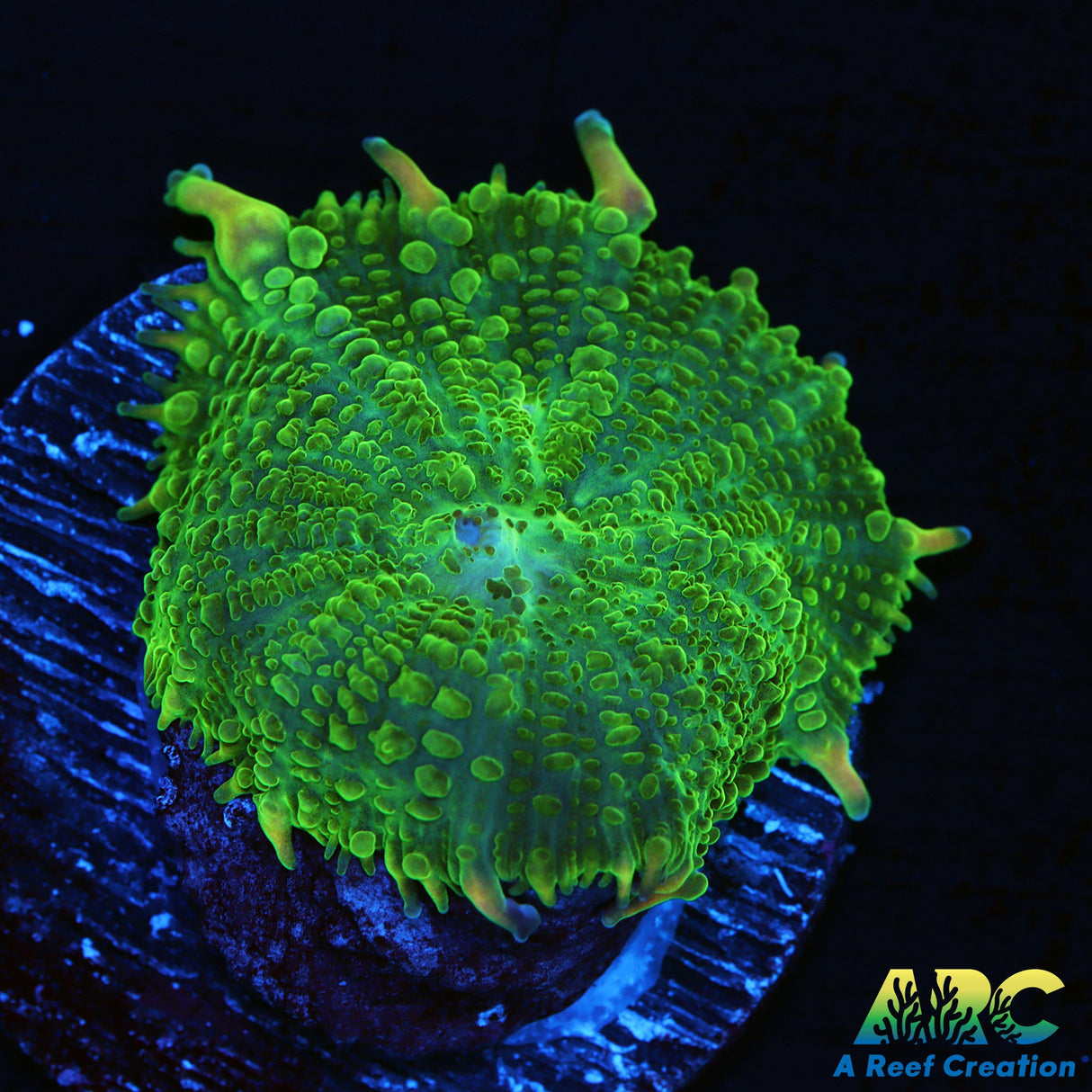 Cool Green Rhodactis Mushroom