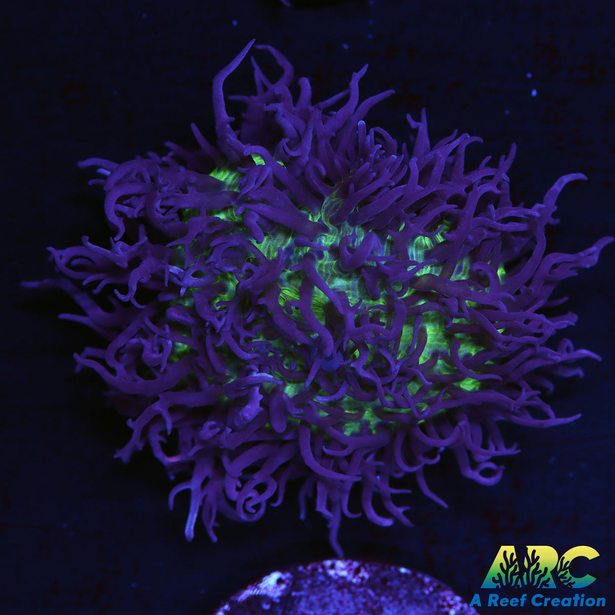 Neon Carpet Mushroom