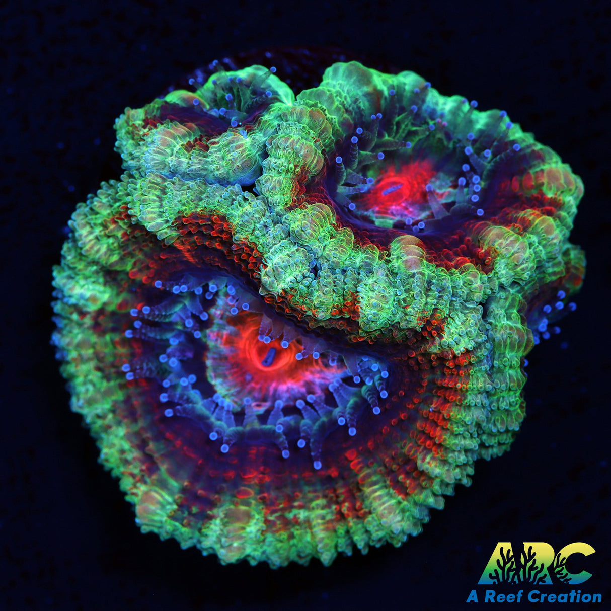 ARC Evil Eye Acan