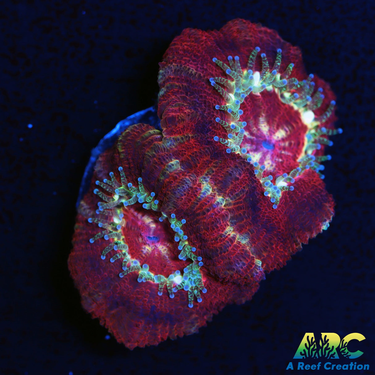 ARC Amazing Asian Acan