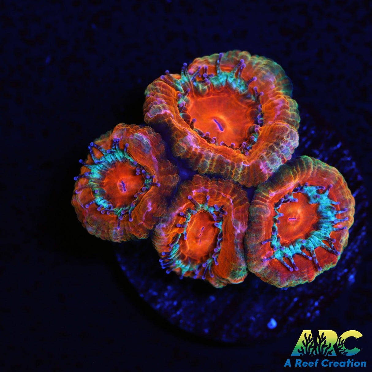 Awesome Orange Acan