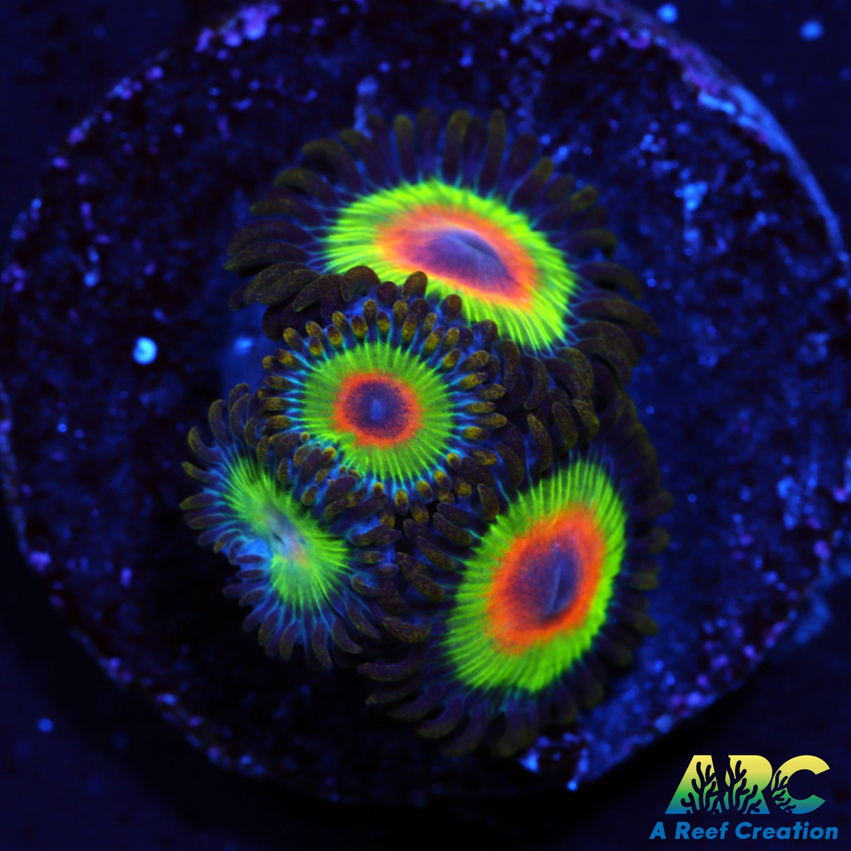 Rasta Zoa