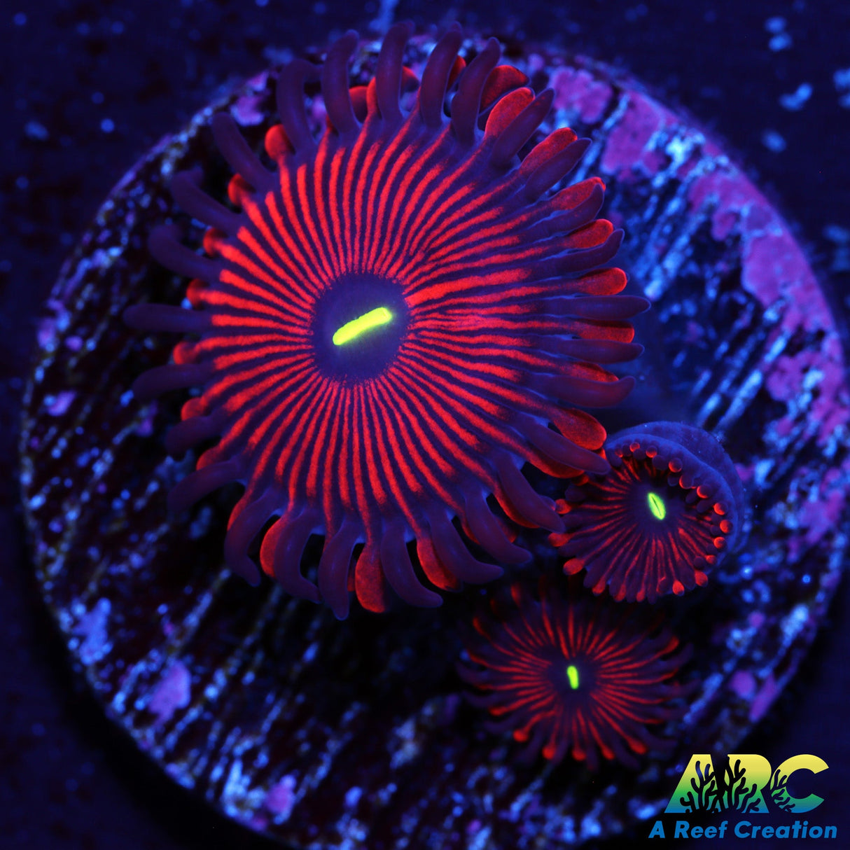Red People Eater Zoa