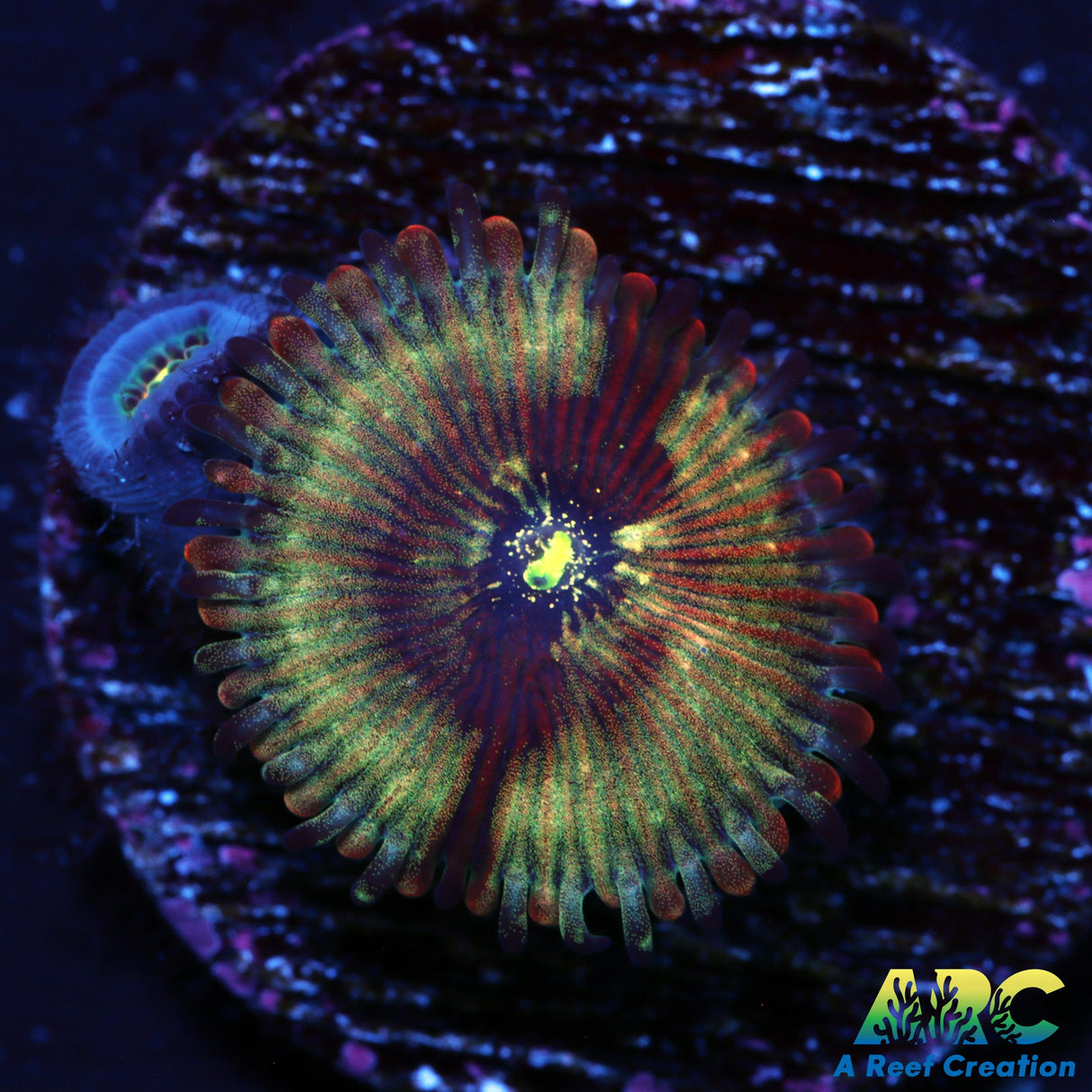 ARC Magical Magicians