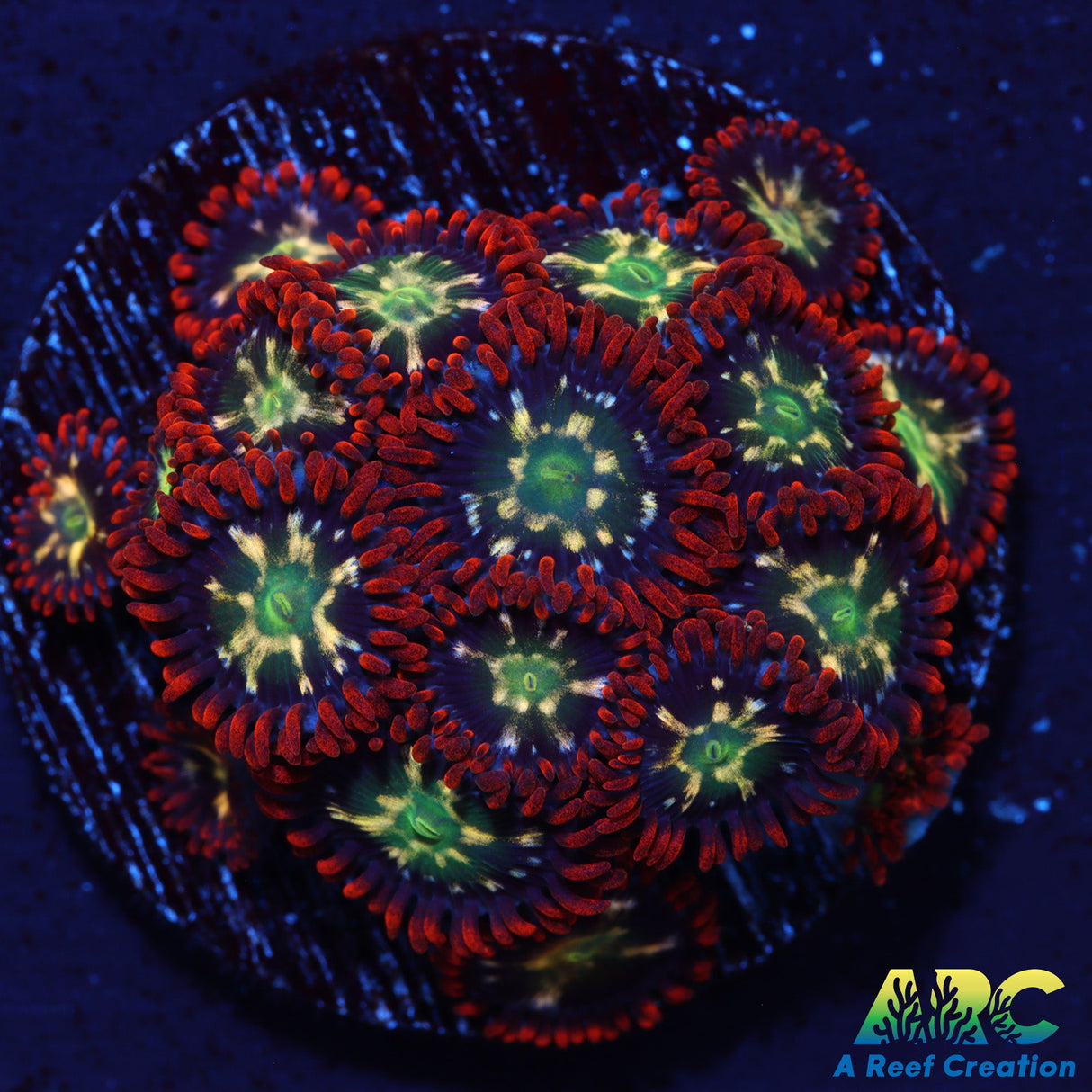 Alpha Omega Zoas