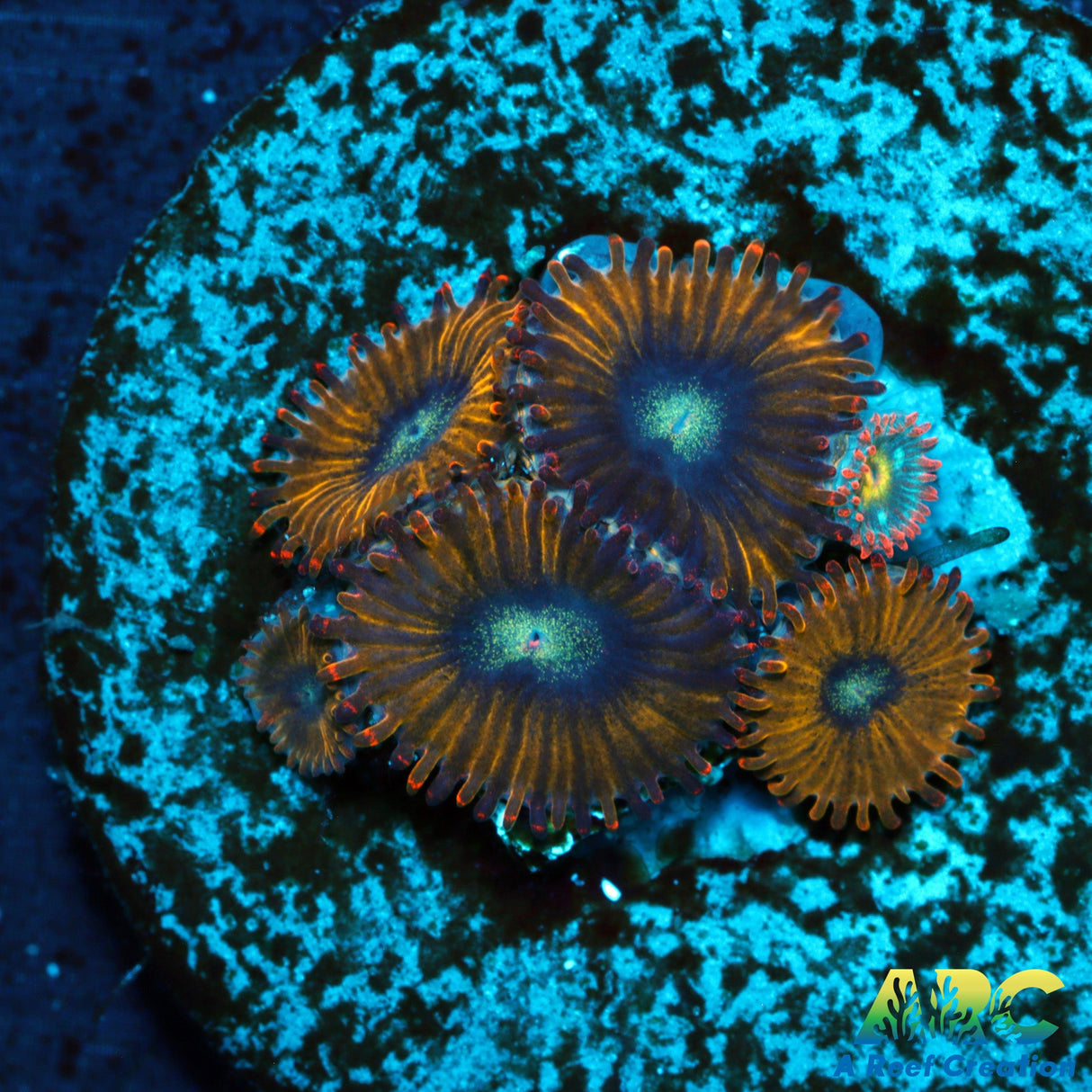 Pikachu Zoas