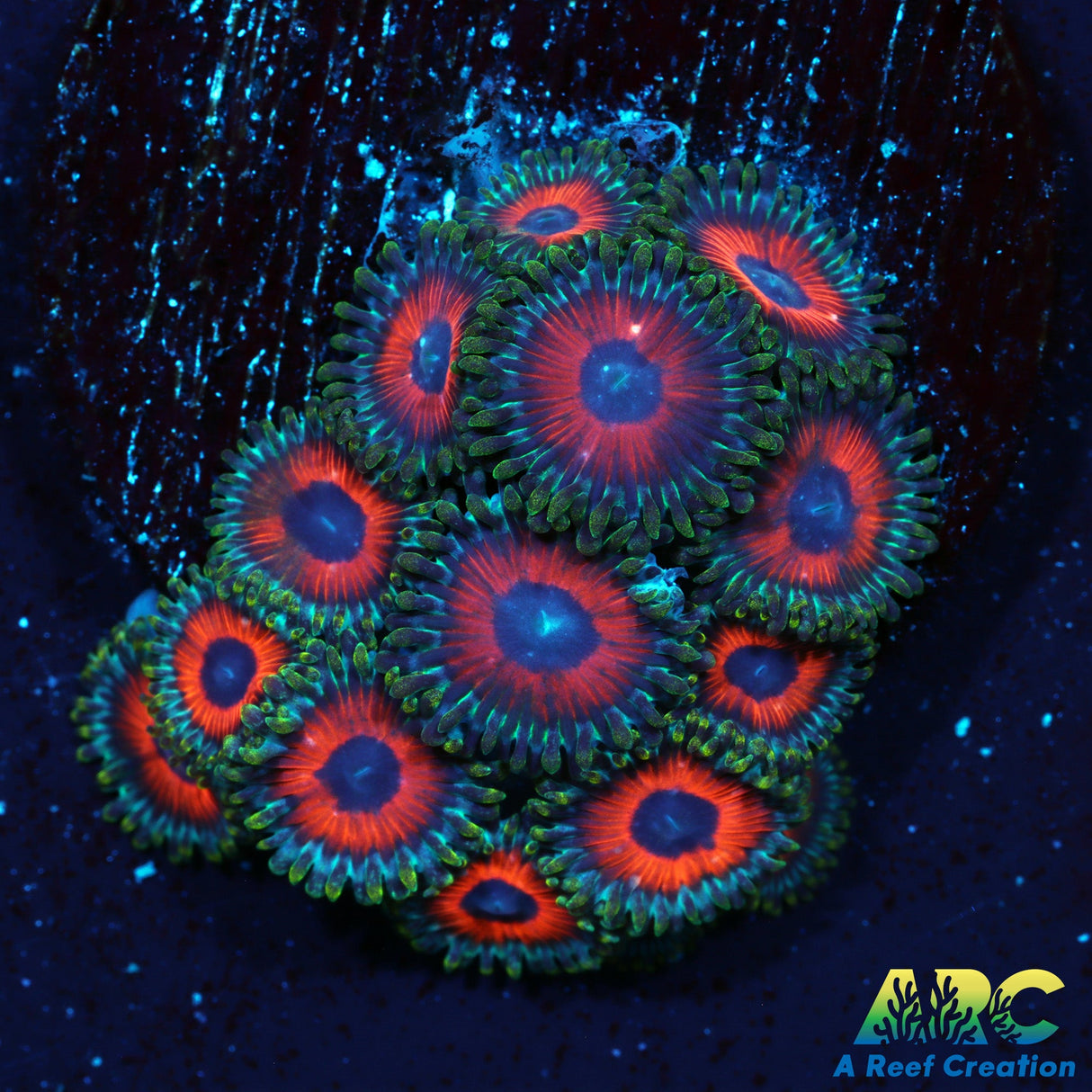 Watermelon Zoas