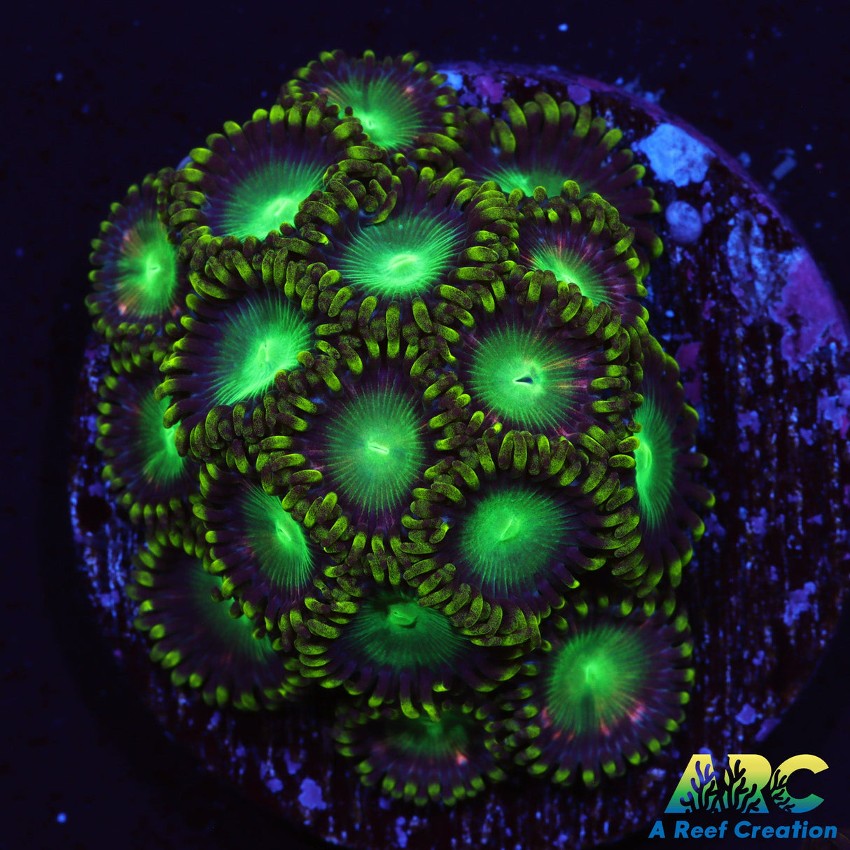 Radioactive Dragon Eyes