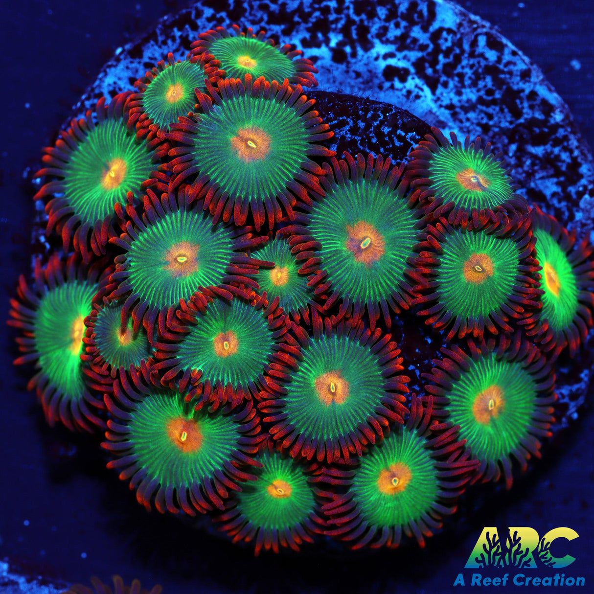 Gatorades Zoas
