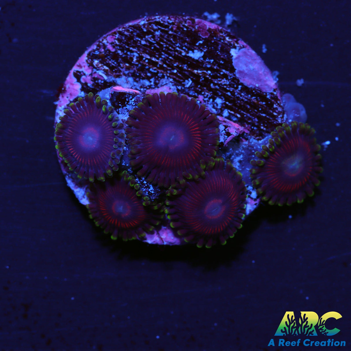 Watermelon Zoas