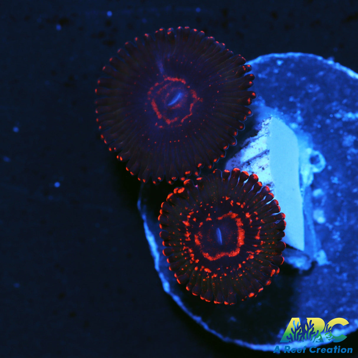 JF Azz Krak Zoas