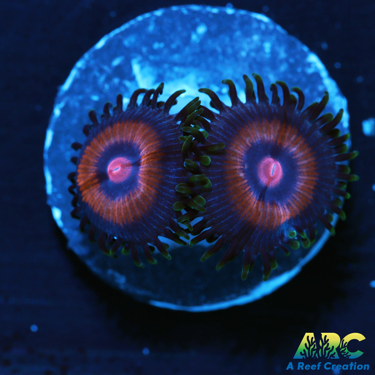 Supergirl Zoas