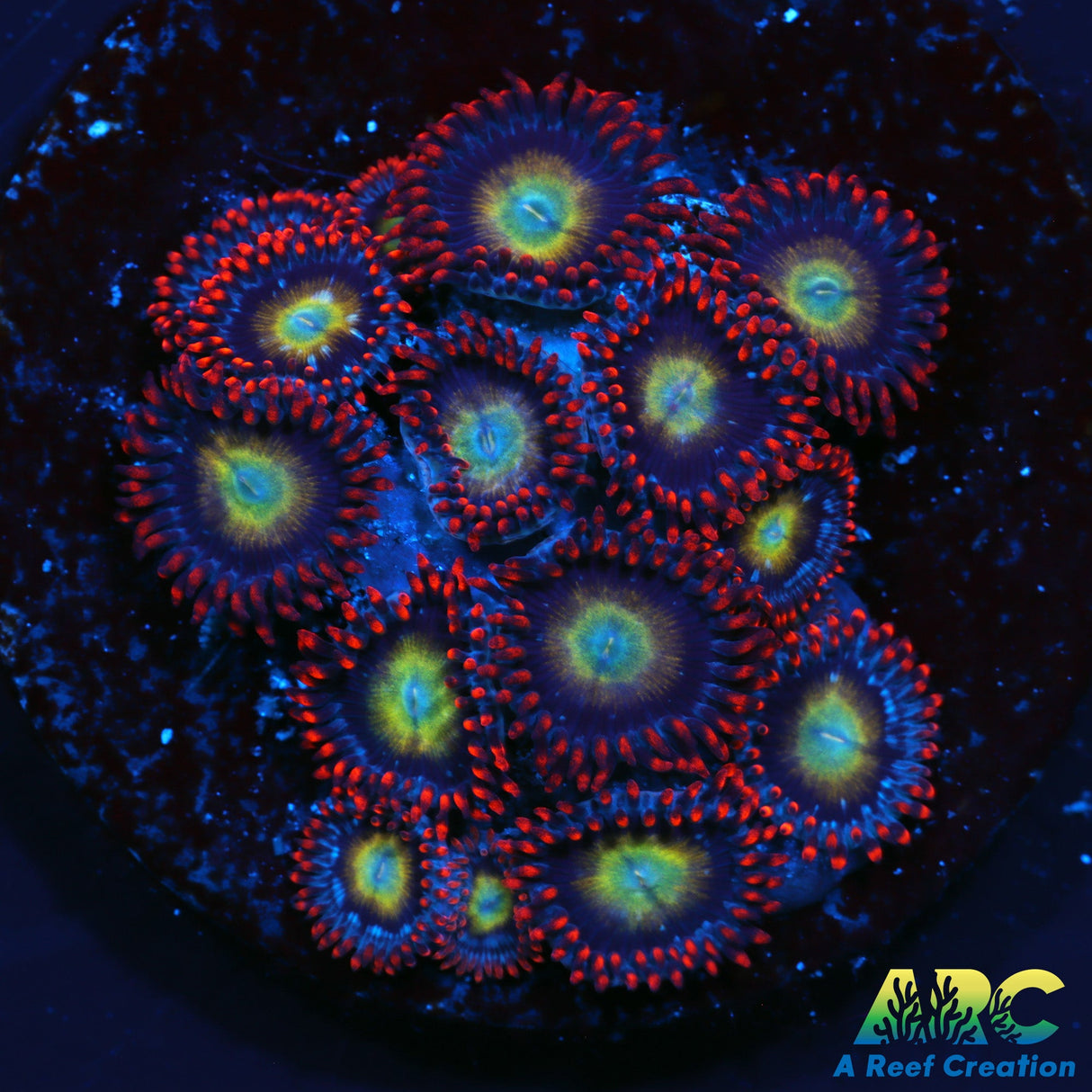 ARC Circus Zoas