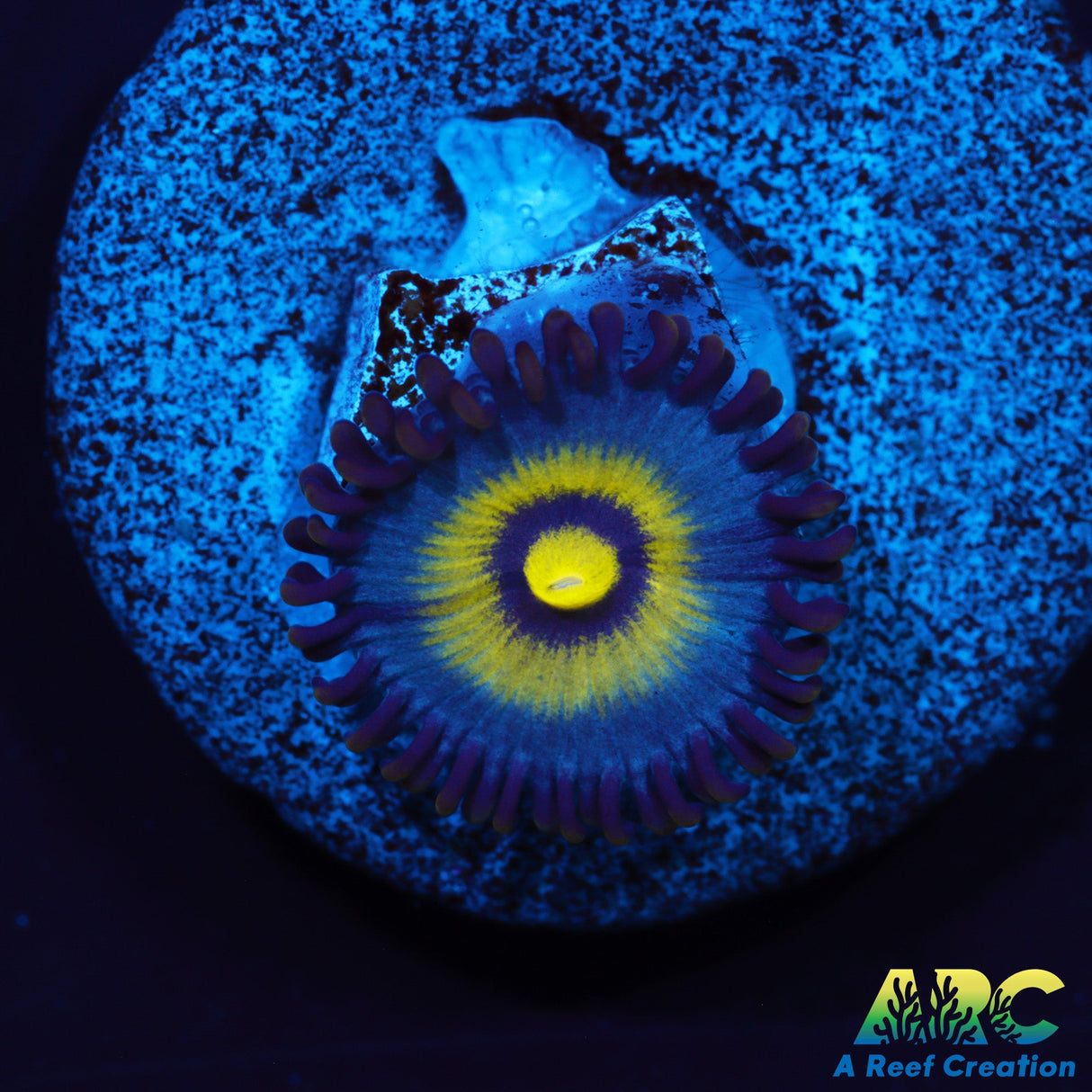 UC Outcast Zoas