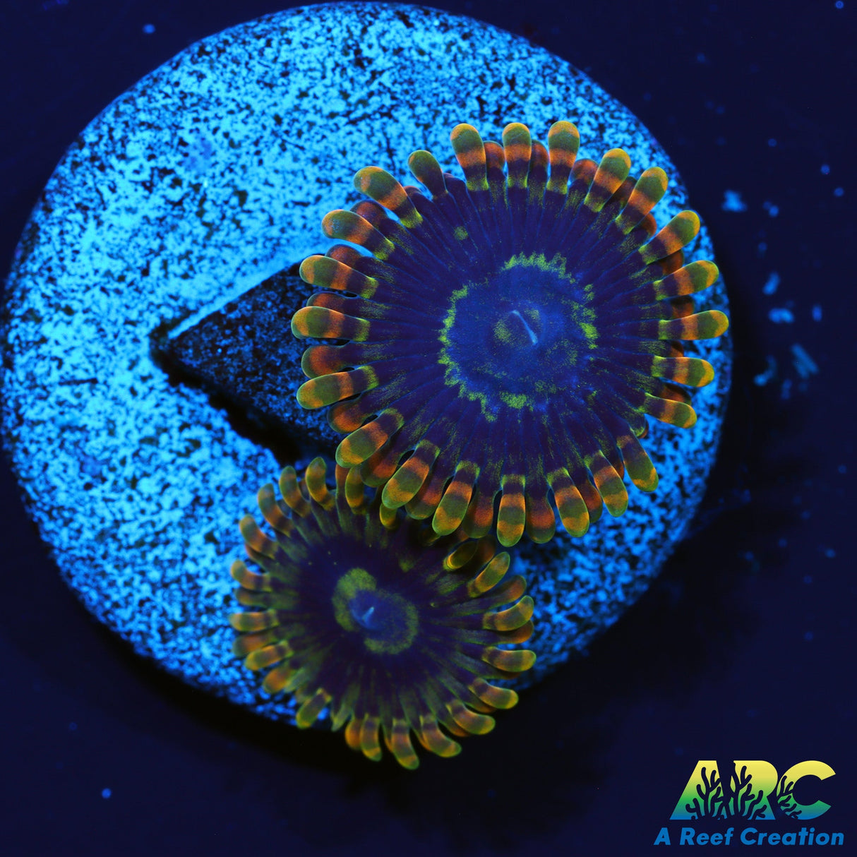 ARC Rainbow Zoas