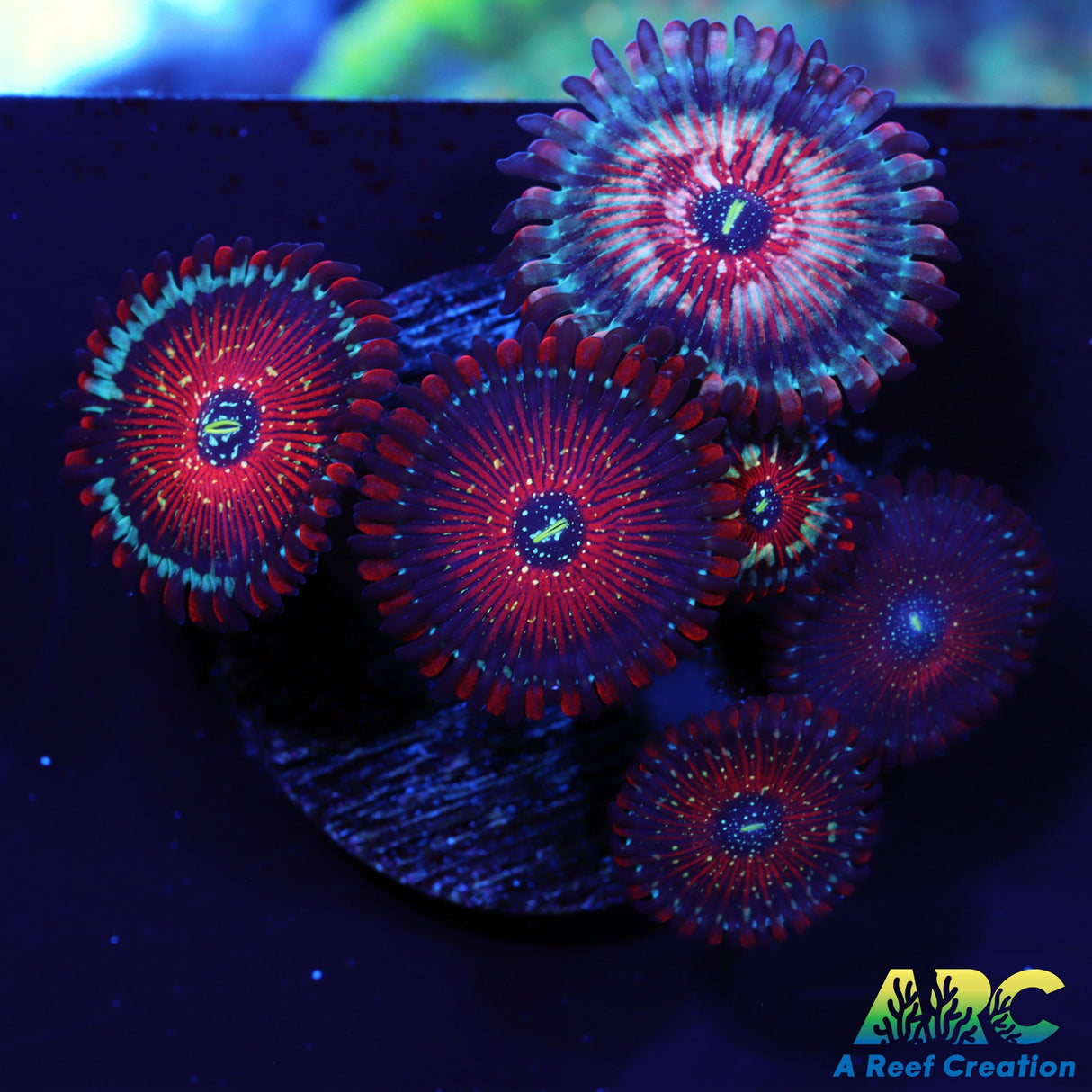 Super Seductions Zoas