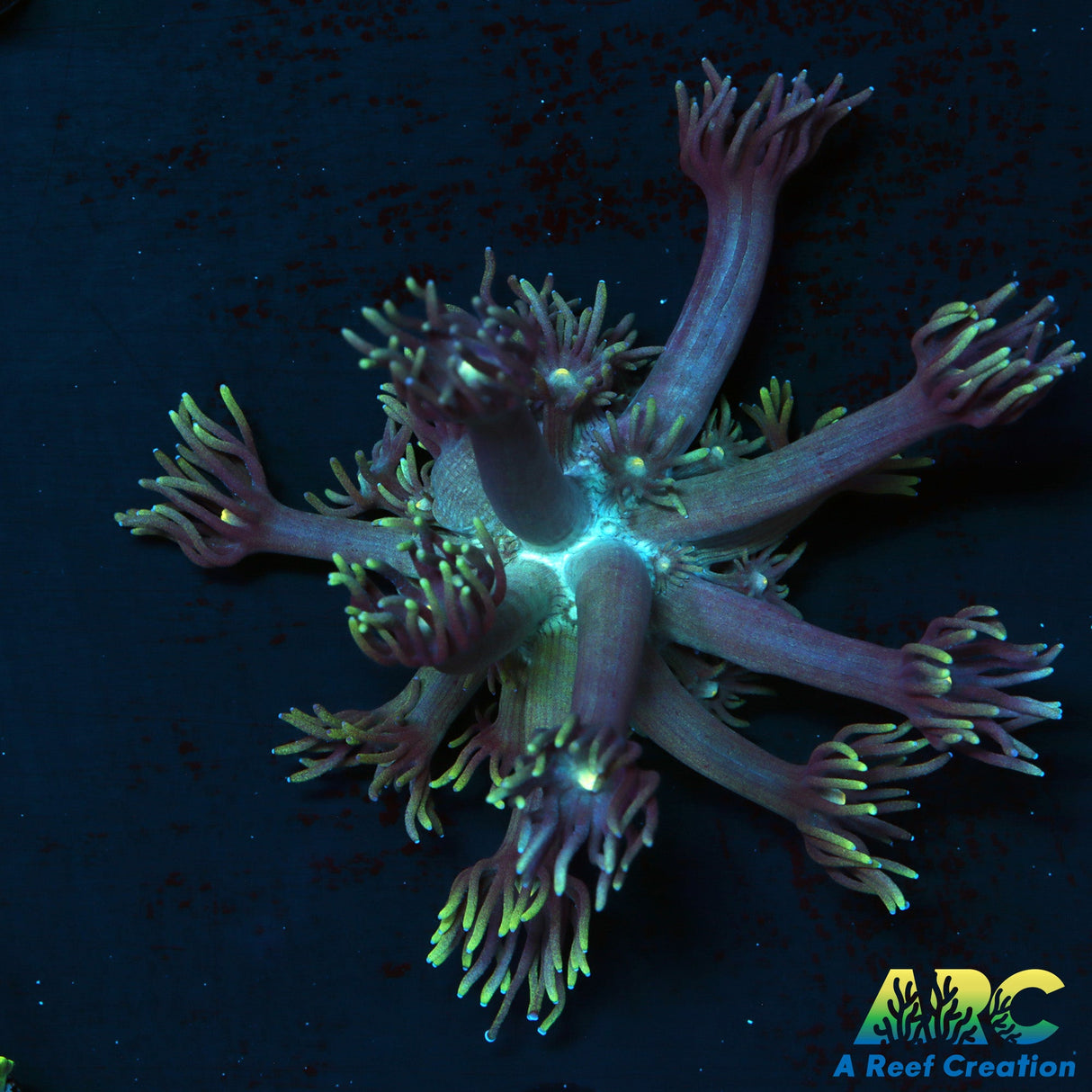 ARC Dirty Bubble Goni