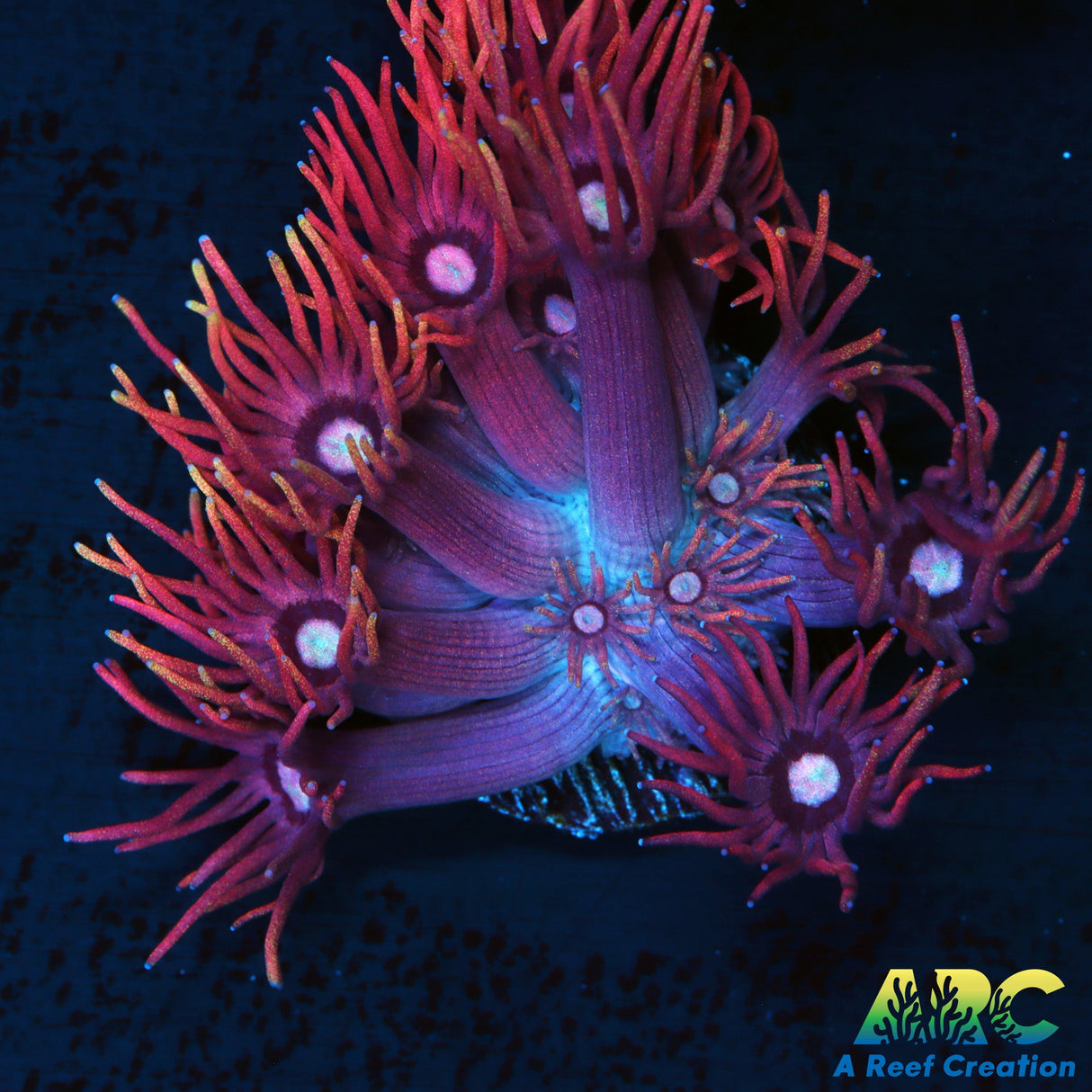 ARC Red Sparkler Goni