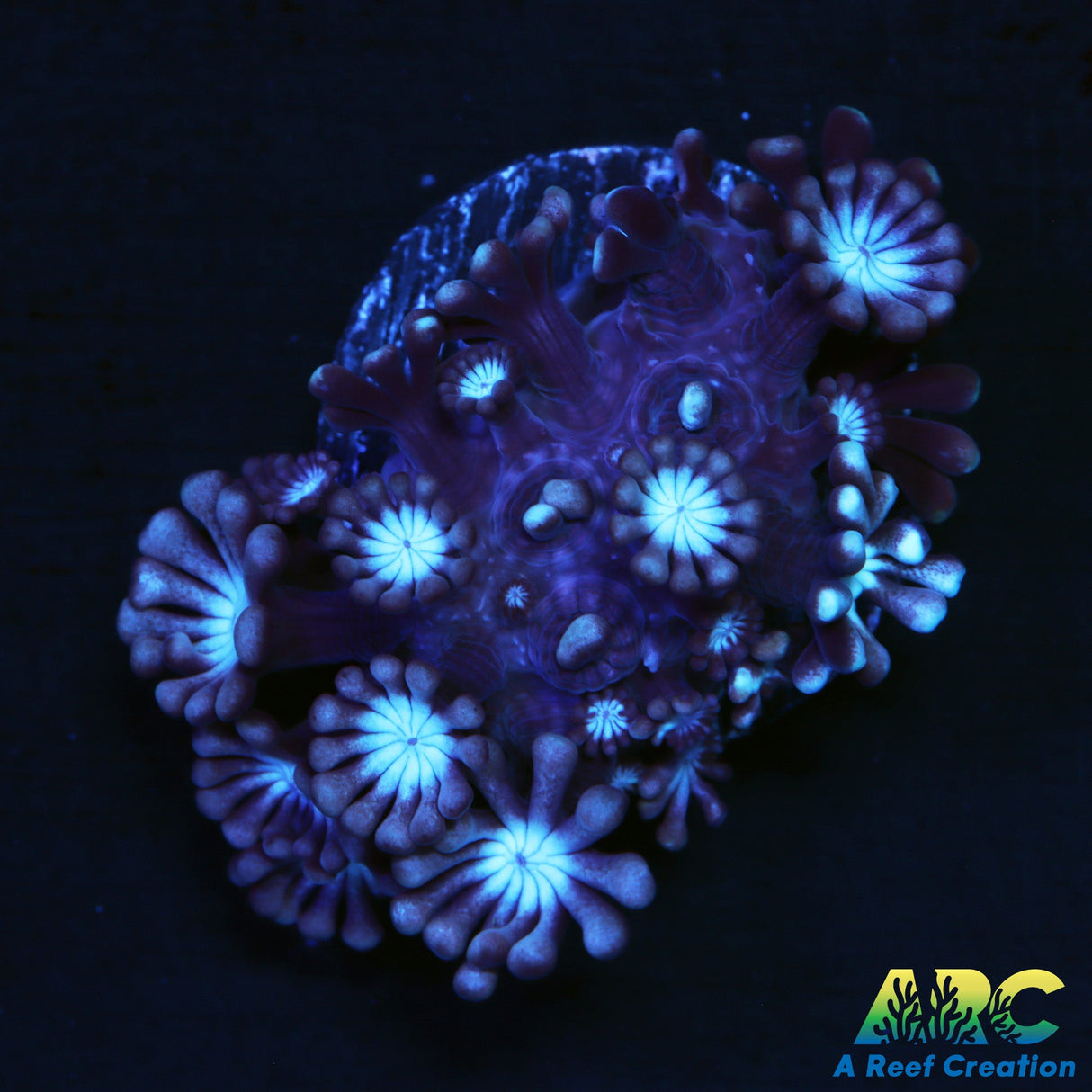 ARC Snowglobe Alveopora