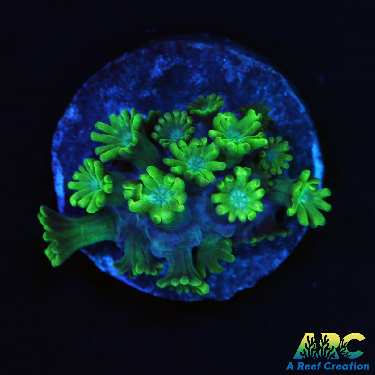 Kermit The Frog Alveopora