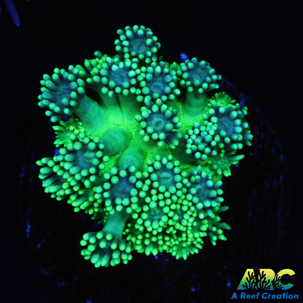 ARC Green Slimer Goni