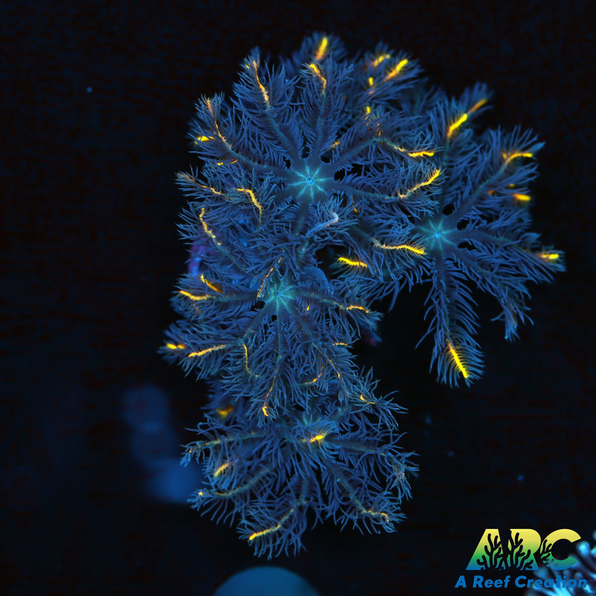 ARC Gold Stripe Cloves