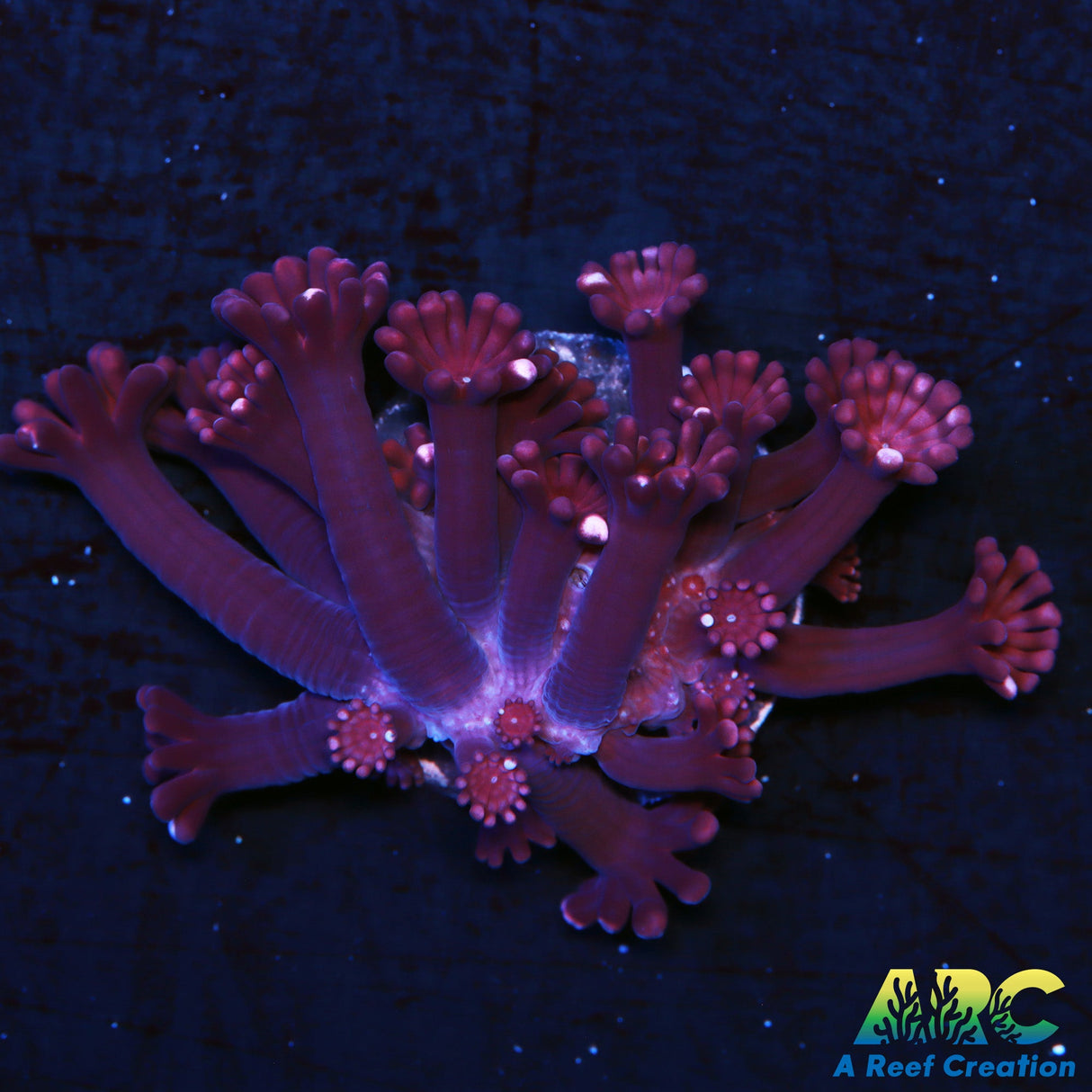 ARC Blood Moon Alveo