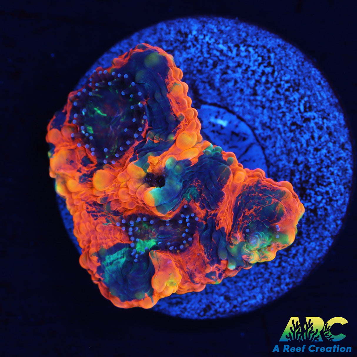 Orange Crush Echinata