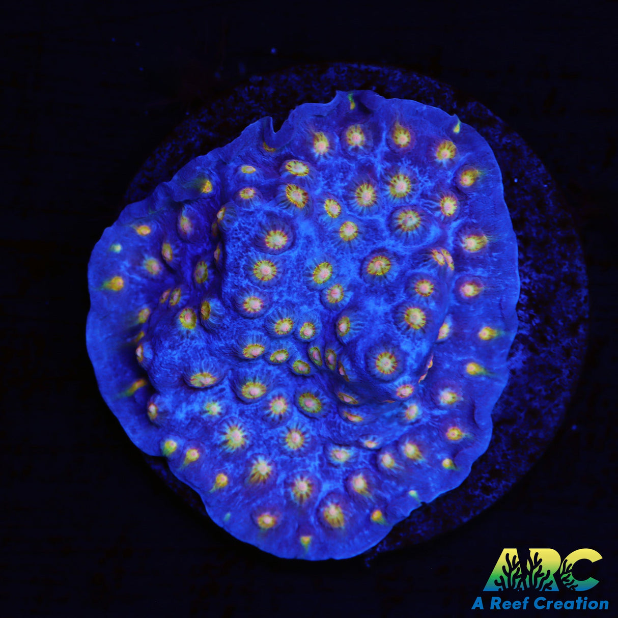 ARC Haley's Comet Plating Cyphastrea