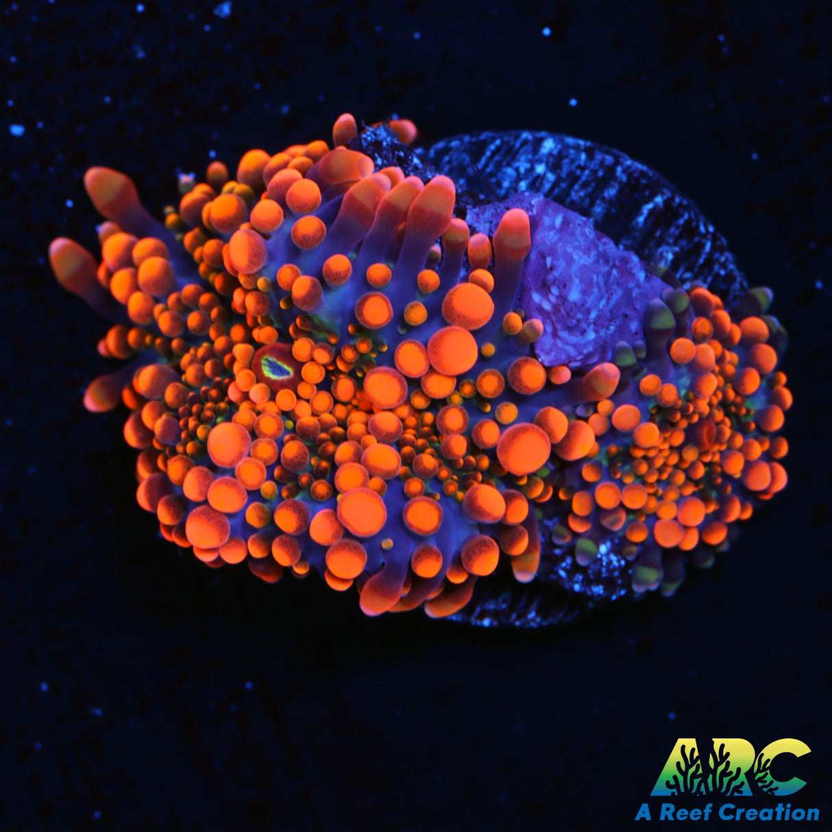 ARC Tangerine Dream Yuma