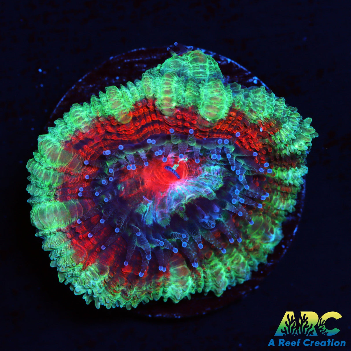 ARC Evil Eye Acan