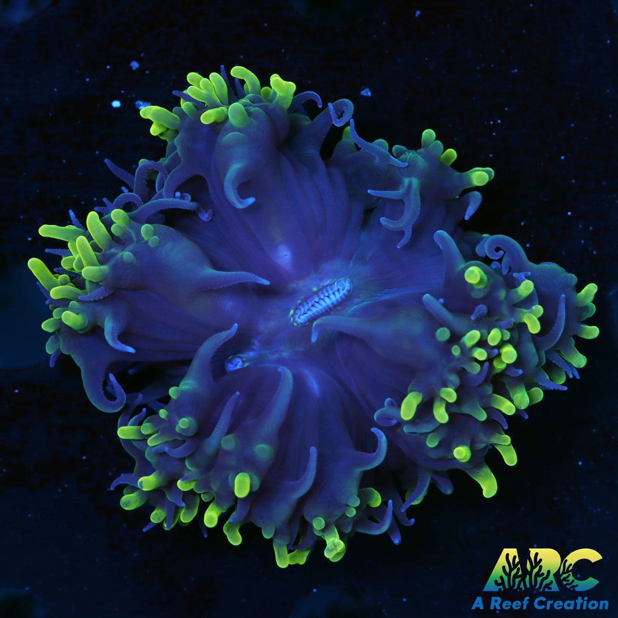 ARC Toothy Bubble Coral