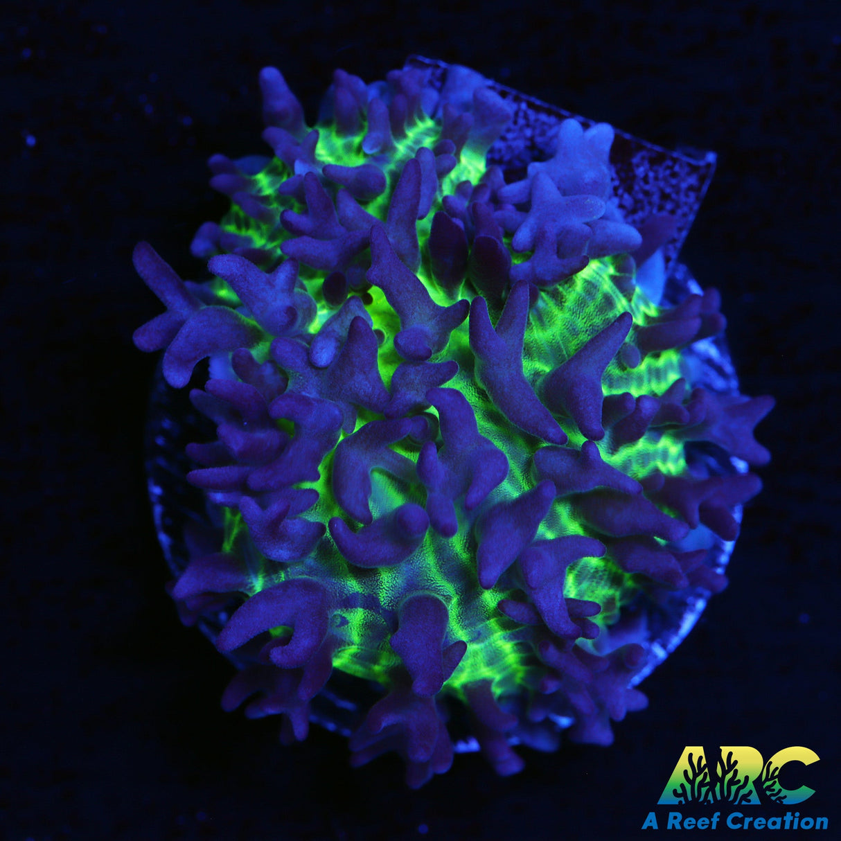 ARC Gummy Bear Bounce Mushroom