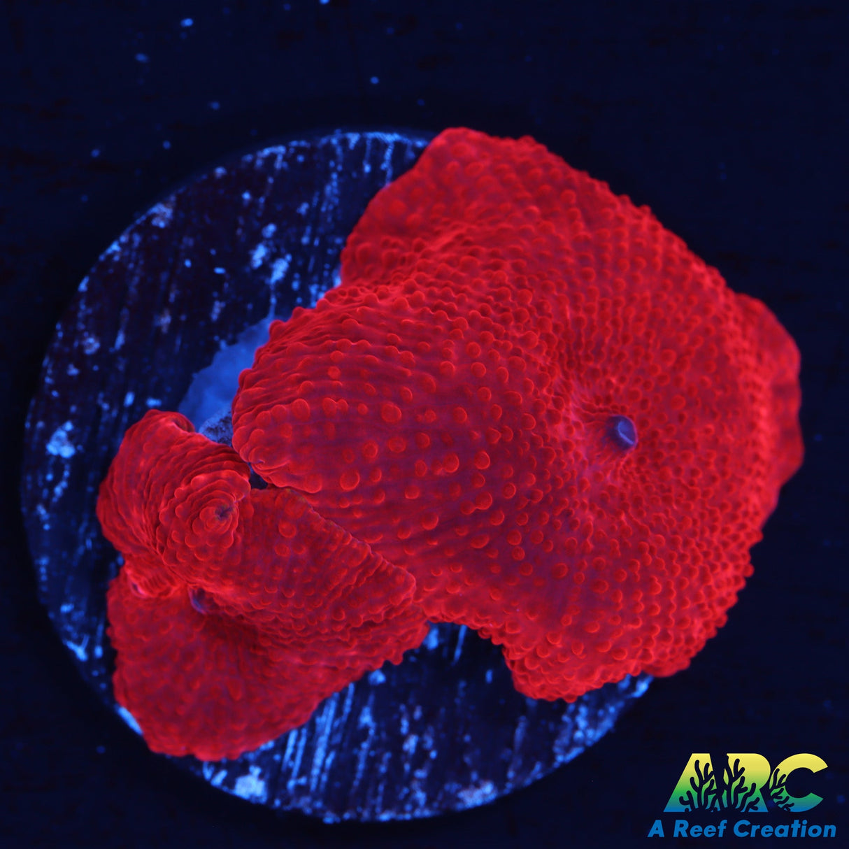 Blood Red Disco Double