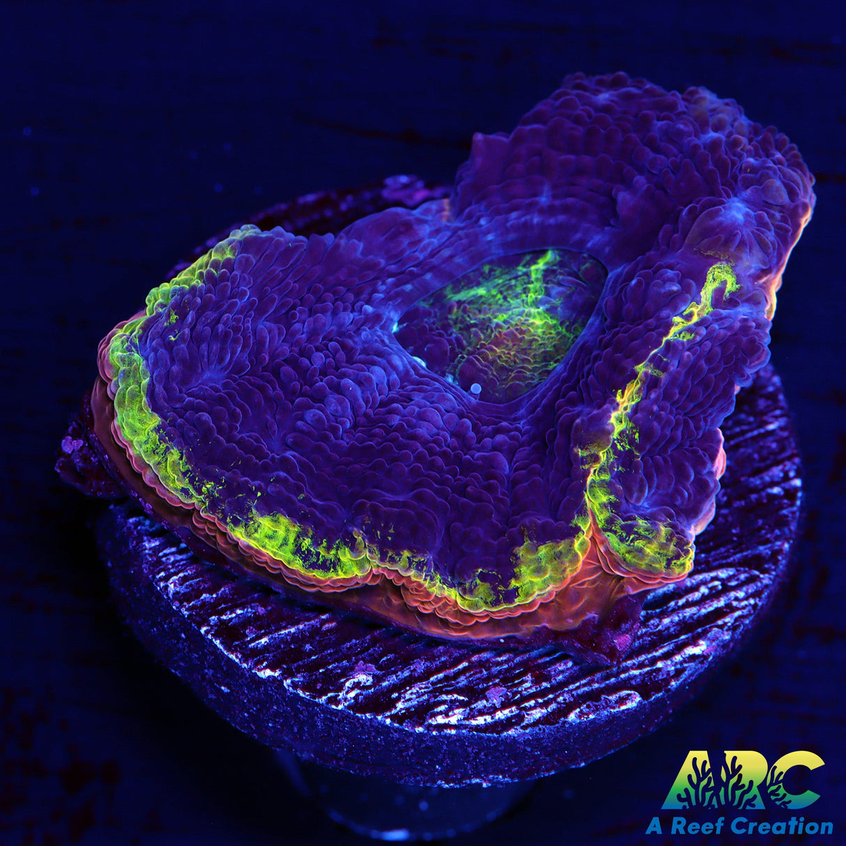 ARC Flaming Bugatti Bower