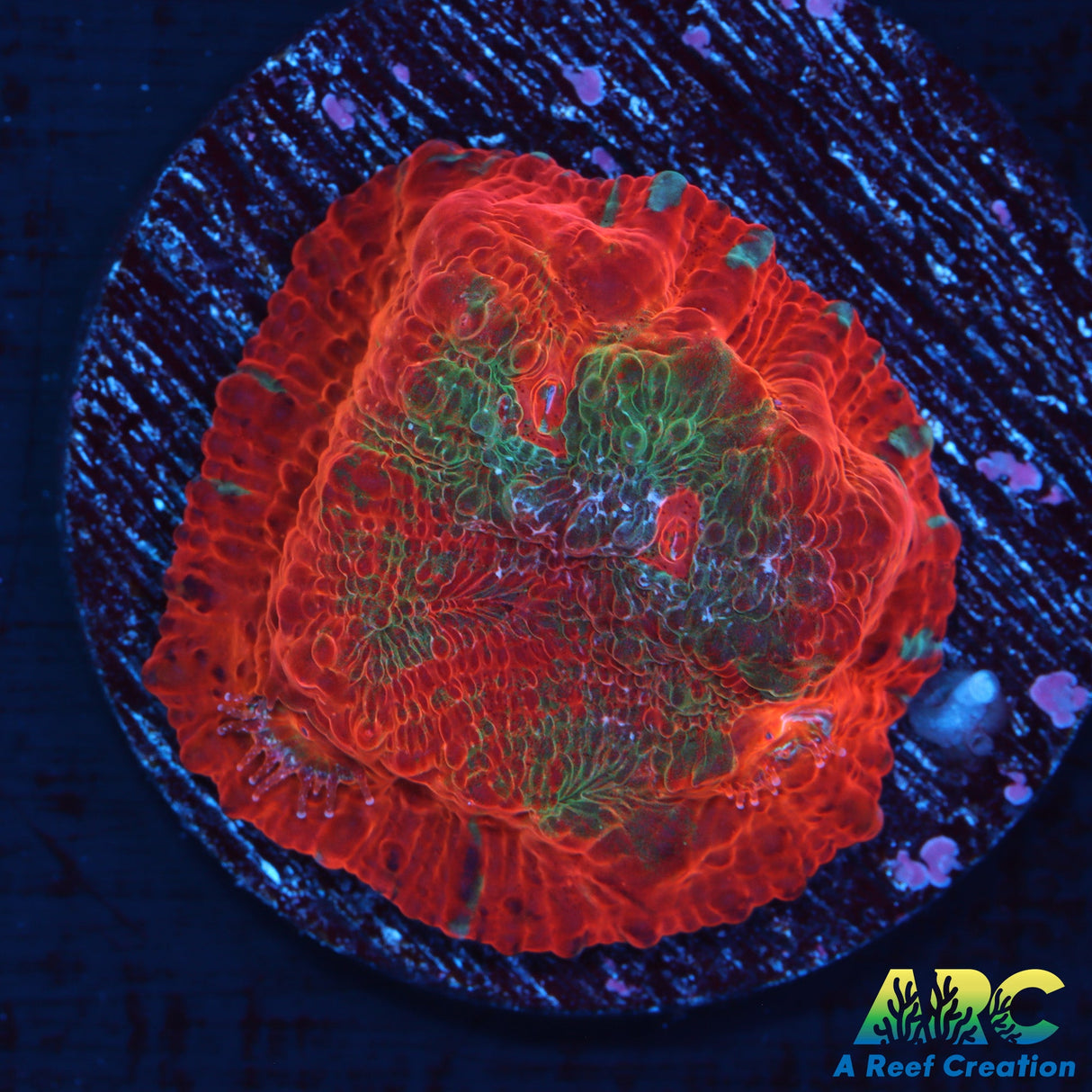 Tony's Shark Attack Chalice