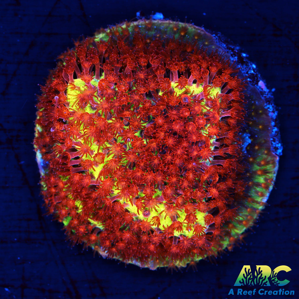 JF Burning Banana Stylo