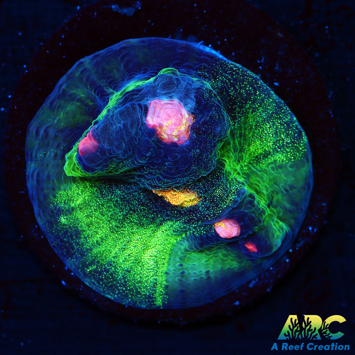 ARC Primal Fear Chalice