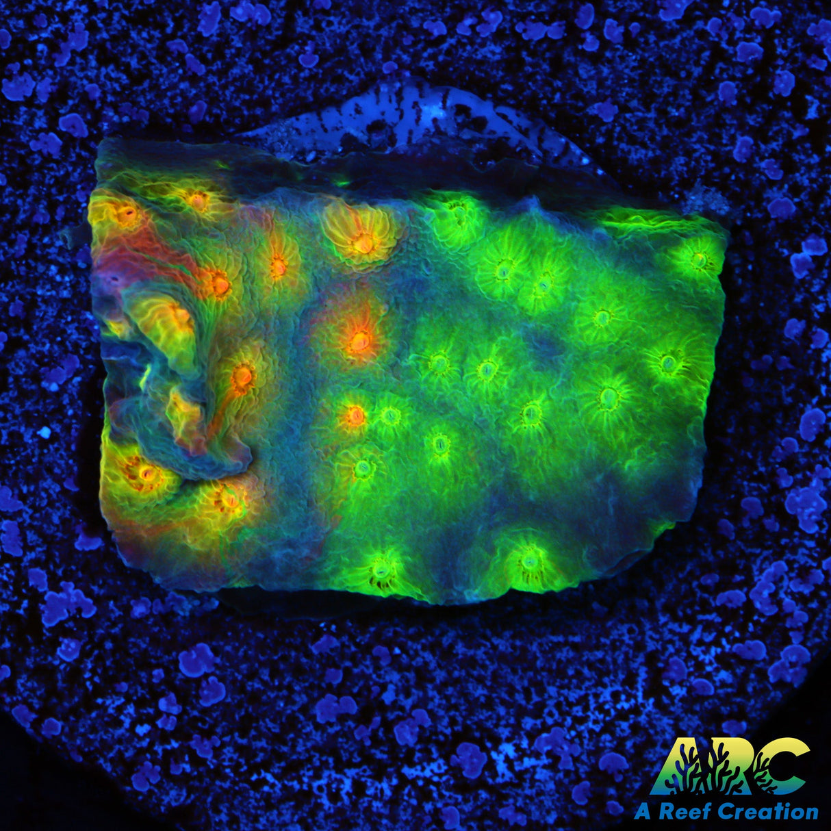 ARC Monet's Madness Cyphastrea