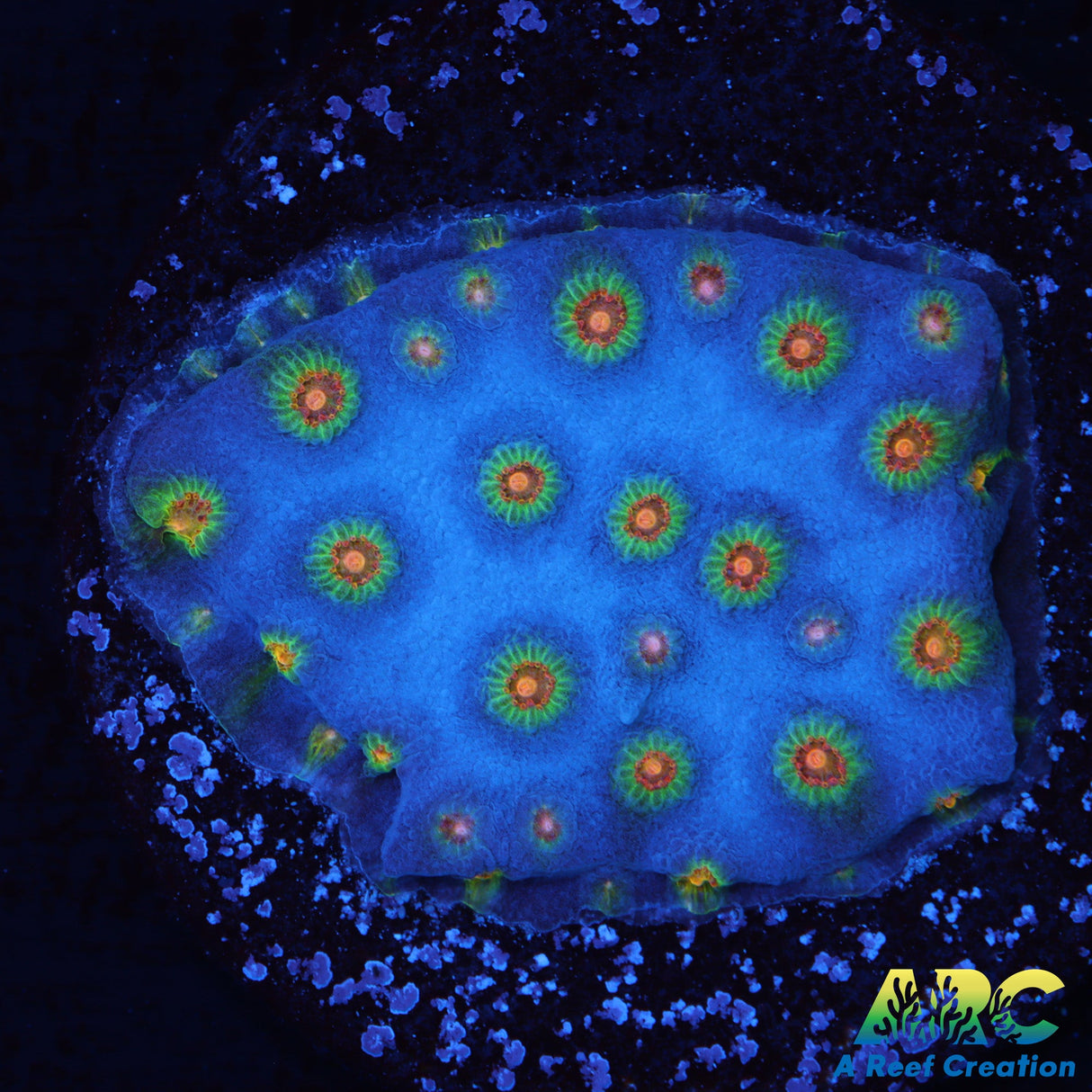 Rick and Morty Cyphastrea